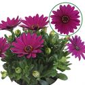 Afbeelding van Osteospermum P12 Jutta (paars)